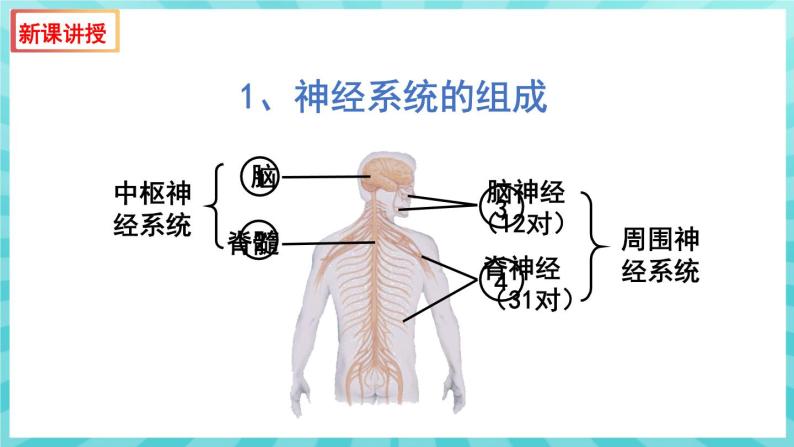 12.2 人体的神经调节（第1课时）课件—2023---2024学年苏教版生物七年级下册05