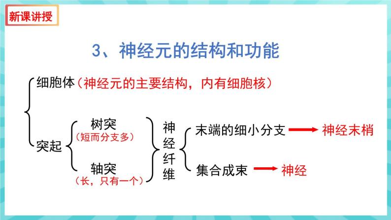 12.2 人体的神经调节（第1课时）课件—2023---2024学年苏教版生物七年级下册08