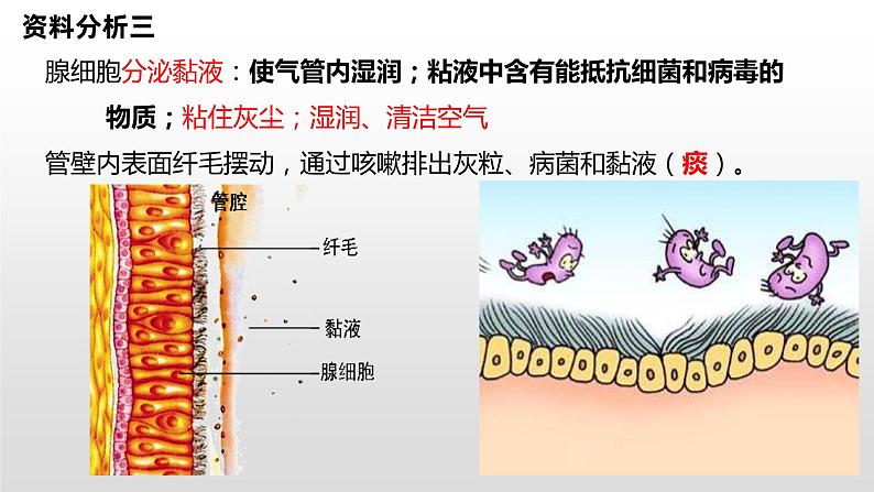 中考一轮复习课件《人体的代谢-人体的呼吸》课件第5页