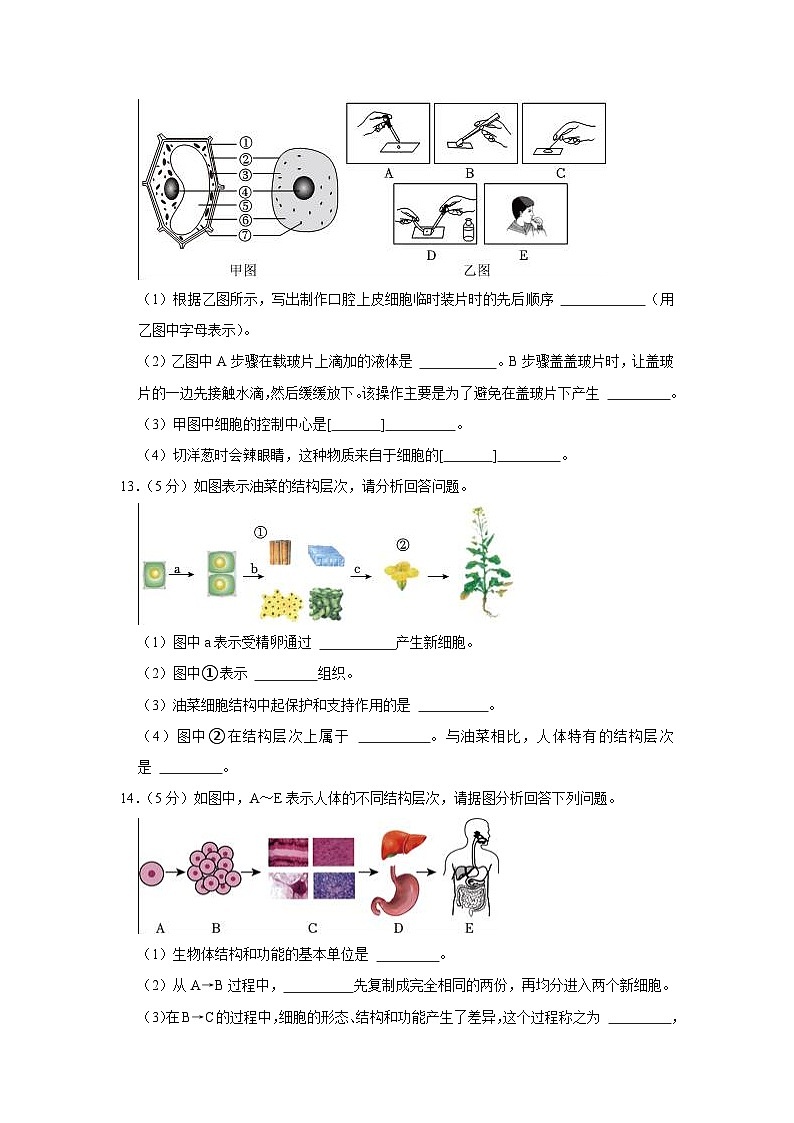 甘肃省天水市麦积区部分校联考2023-2024学年七年级上学期第二次月考生物试卷第3页