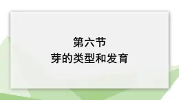 1.6 芽的类型和发育 课件 2023-2024学年初中生物济南版八年级上册