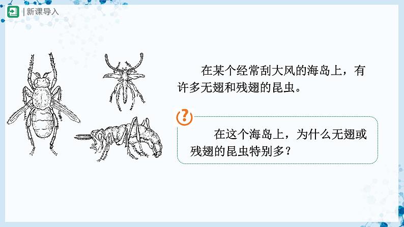 人教版八下生物 7.3.3 生物进化的原因 课件+教案+分层练习+导学案02