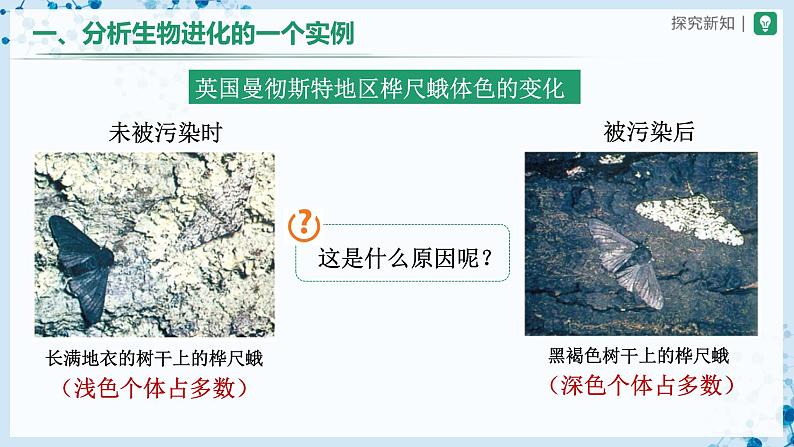 人教版八下生物 7.3.3 生物进化的原因 课件+教案+分层练习+导学案03