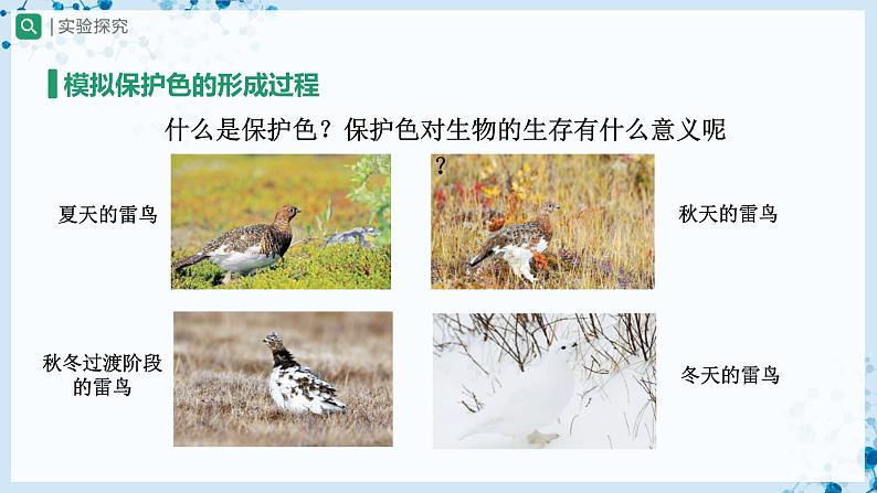 人教版八下生物 7.3.3 生物进化的原因 课件+教案+分层练习+导学案05