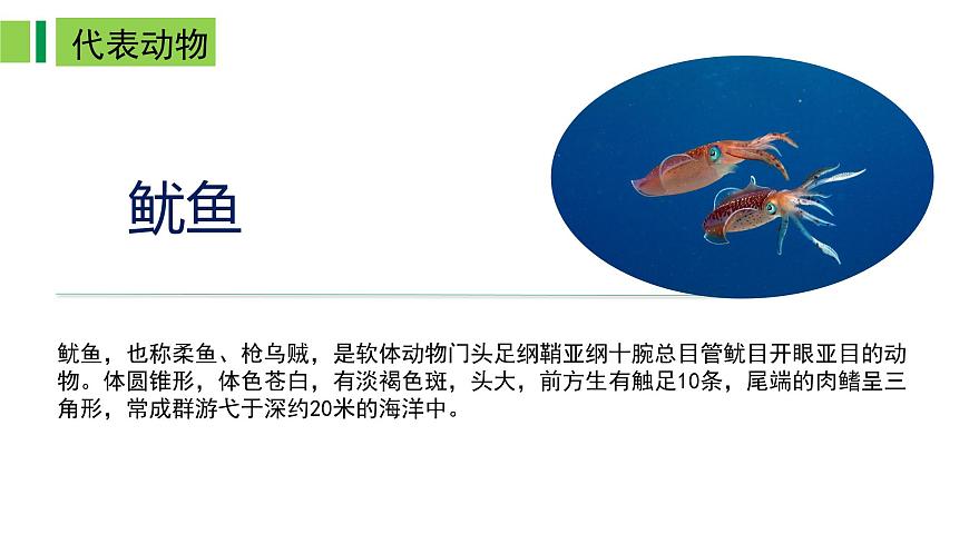 2023-2024學(xué)年八年級(jí)生物上冊(cè)同步備課系列(人教版)5.1.3 軟體動(dòng)物和節(jié)肢動(dòng)物(教學(xué)課件)第4頁(yè)