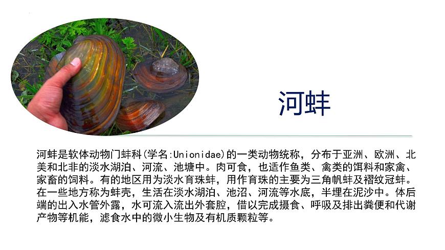 2023-2024學(xué)年八年級(jí)生物上冊(cè)同步備課系列(人教版)5.1.3 軟體動(dòng)物和節(jié)肢動(dòng)物(教學(xué)課件)第7頁(yè)