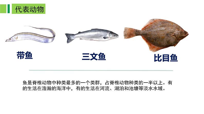2023-2024学年八年级生物上册同步备课系列(人教版)5.1.4 鱼(教学课件)05