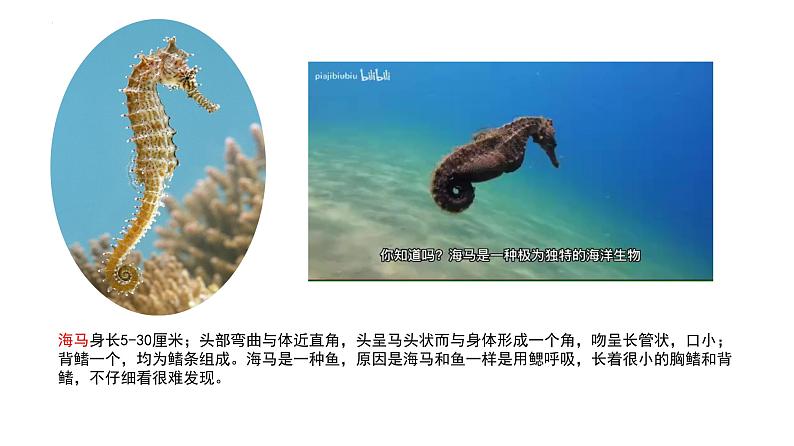 2023-2024学年八年级生物上册同步备课系列(人教版)5.1.4 鱼(教学课件)07