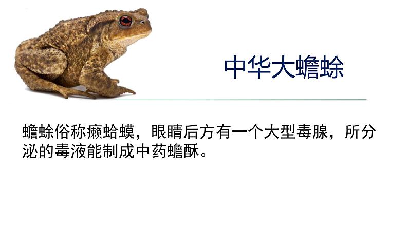2023-2024学年八年级生物上册同步备课系列(人教版)5.1.5两栖动物和爬行动物(教学课件)第5页