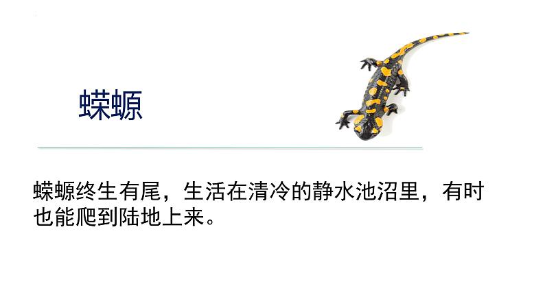 2023-2024学年八年级生物上册同步备课系列(人教版)5.1.5两栖动物和爬行动物(教学课件)第6页