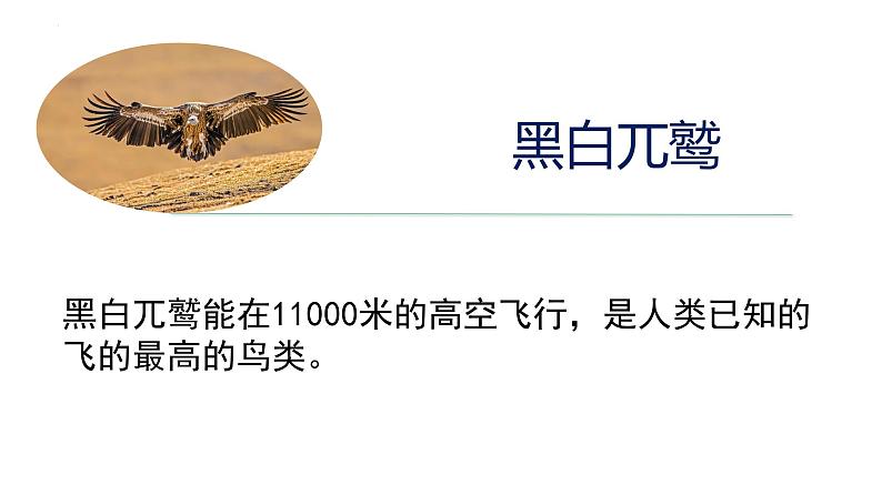 2023-2024学年八年级生物上册同步备课系列(人教版)5.1.6 鸟(教学课件)第4页