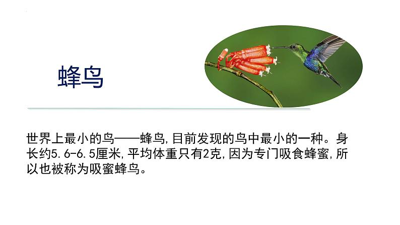 2023-2024学年八年级生物上册同步备课系列(人教版)5.1.6 鸟(教学课件)第5页