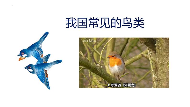 2023-2024学年八年级生物上册同步备课系列(人教版)5.1.6 鸟(教学课件)第6页
