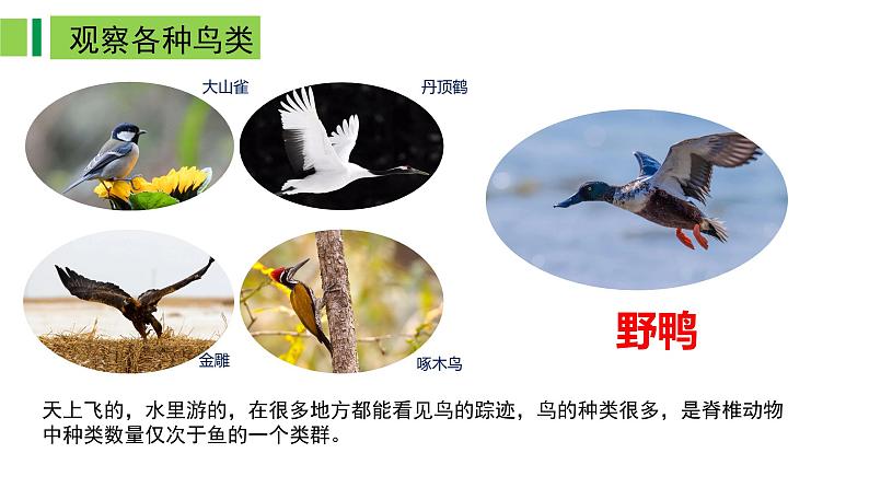 2023-2024学年八年级生物上册同步备课系列(人教版)5.1.6 鸟(教学课件)第7页