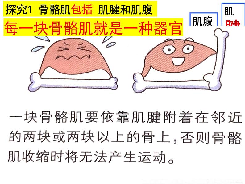2023-2024学年八年级生物(北师大版)上册同步备课优质课件 15.2 动物运动的形成(第3课时)05
