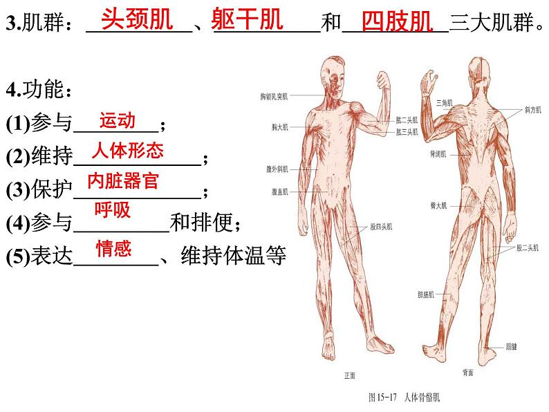 2023-2024学年八年级生物(北师大版)上册同步备课优质课件 15.2 动物运动的形成(第3课时)06