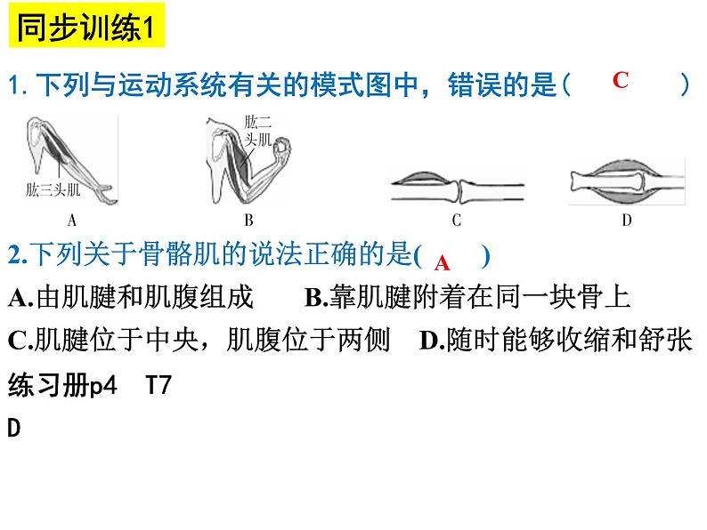 2023-2024学年八年级生物(北师大版)上册同步备课优质课件 15.2 动物运动的形成(第3课时)07