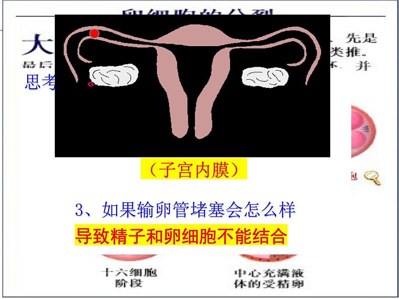2023-2024学年八年级生物(北师大版)上册同步备课优质课件 19.1.2. 人的生殖和发育第5页