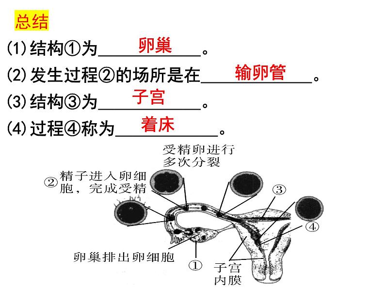 2023-2024学年八年级生物(北师大版)上册同步备课优质课件 19.1.2. 人的生殖和发育第6页