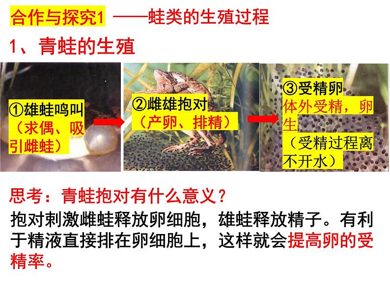2023-2024学年八年级生物(北师大版)上册同步备课优质课件 19.2.2 动物的生殖和发育第4页