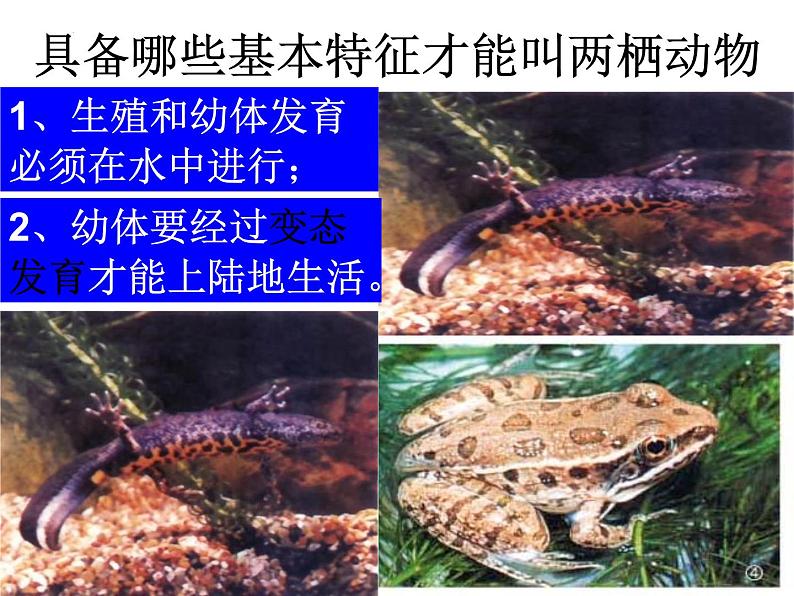 2023-2024学年八年级生物(北师大版)上册同步备课优质课件 19.2.2 动物的生殖和发育第7页