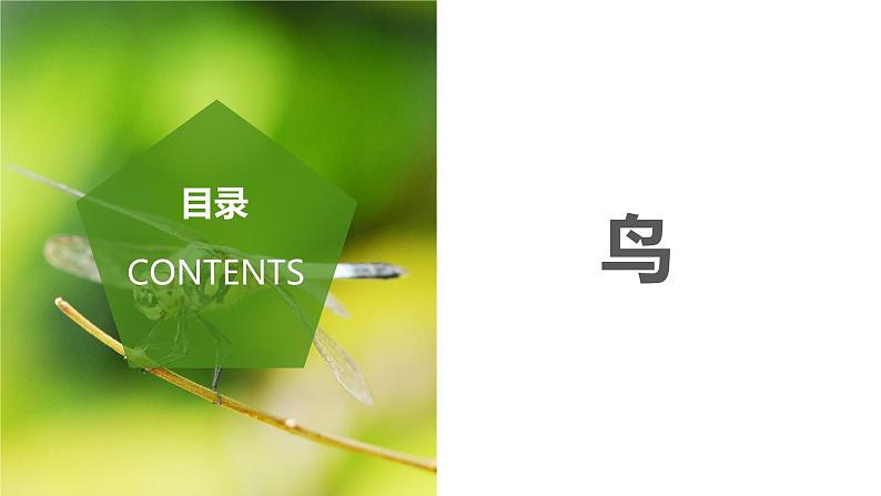 2023-2024学年八年级生物(人教版)上册同步备课系列 5.1.6 鸟(教学课件)第2页