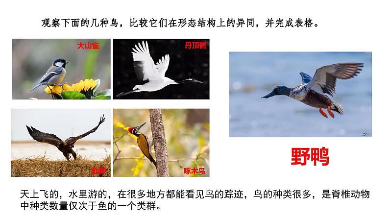 2023-2024学年八年级生物(人教版)上册同步备课系列 5.1.6 鸟(教学课件)第5页