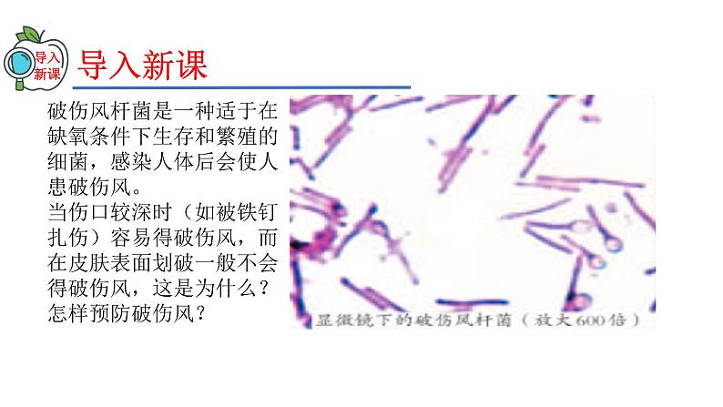 2023-2024学年八年级生物(人教版)上册同步精品课件 5.4.2 细菌03