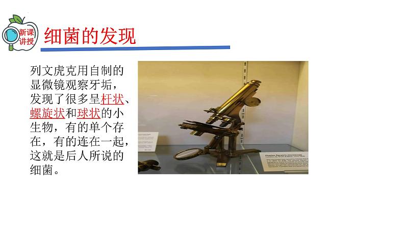 2023-2024学年八年级生物(人教版)上册同步精品课件 5.4.2 细菌04