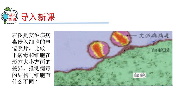 2023-2024学年八年级生物(人教版)上册同步精品课件 5.5 病毒03