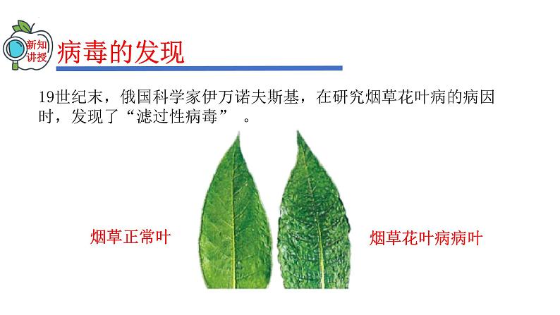 2023-2024学年八年级生物(人教版)上册同步精品课件 5.5 病毒04