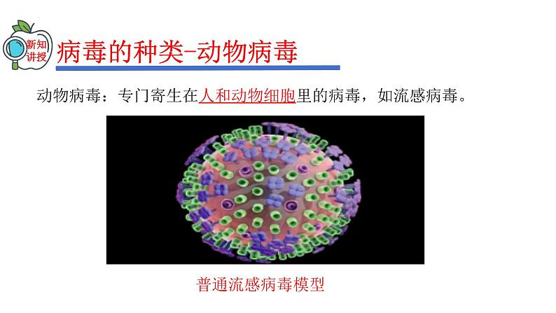 2023-2024学年八年级生物(人教版)上册同步精品课件 5.5 病毒08
