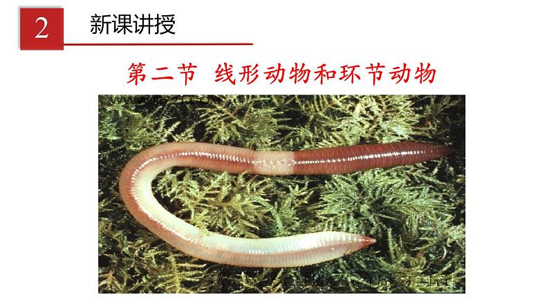 2023-2024学年八年级生物(人教版)上册同步课堂 5.1.2 线形动物和环节动物(课件)第4页