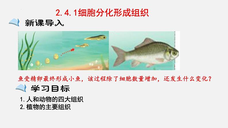 2023-2024学年七年级生物(北师大版)上册备课无忧 2.4.1 细胞分化形成组织(课件)01