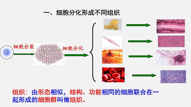 2023-2024学年七年级生物(北师大版)上册备课无忧 2.4.1 细胞分化形成组织(课件)03
