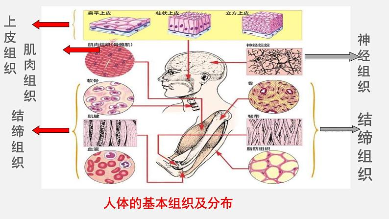 2023-2024学年七年级生物(北师大版)上册备课无忧 2.4.1 细胞分化形成组织(课件)05