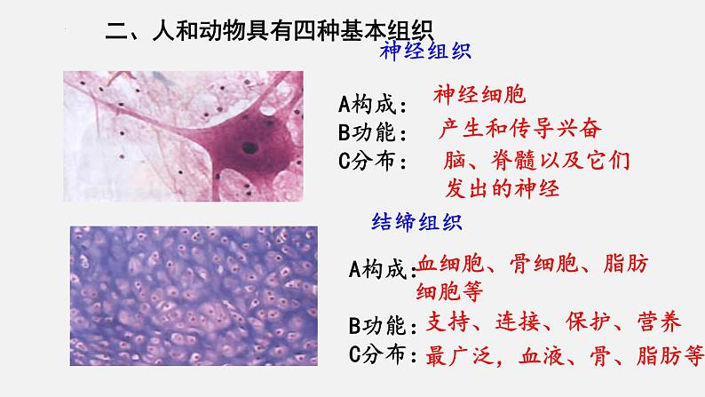 2023-2024学年七年级生物(北师大版)上册备课无忧 2.4.1 细胞分化形成组织(课件)07