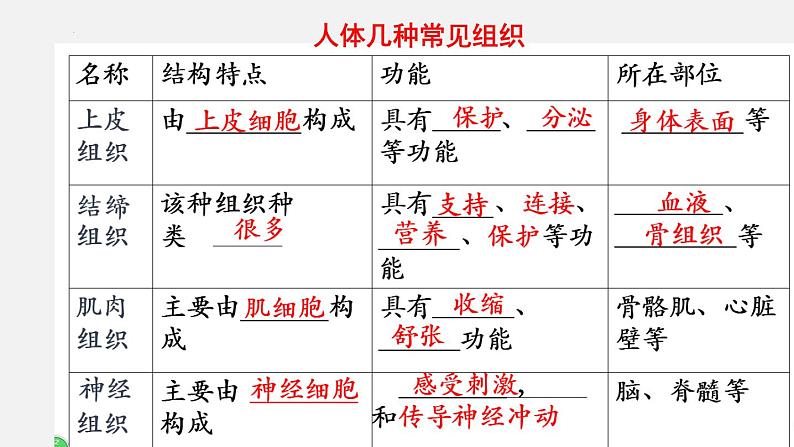 2023-2024学年七年级生物(北师大版)上册备课无忧 2.4.1 细胞分化形成组织(课件)08