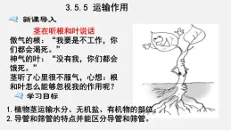 2023-2024学年七年级生物（北师大版）上册备课无忧 3.5.5 运输作用（课件）