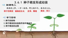 2023-2024学年七年级生物（北师大版）上册备课无忧 3.6.1 种子萌发形成幼苗（课件）