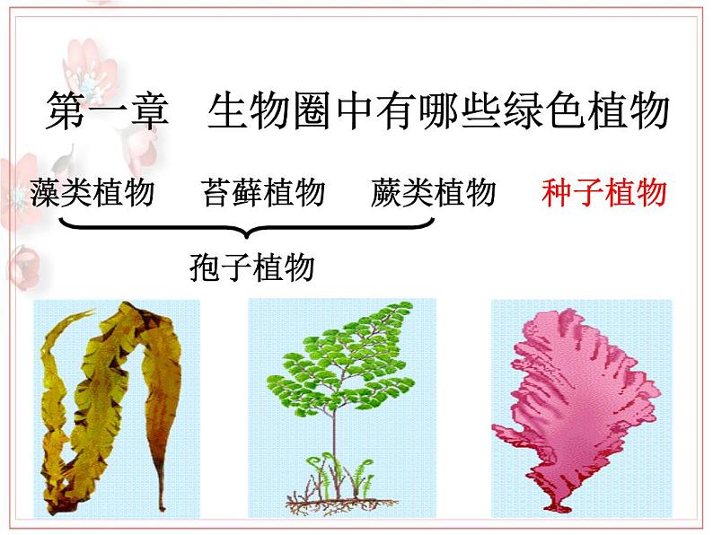 2023-2024学年七年级生物(人教版)上册名师精讲课件 3.1.2 种子植物02