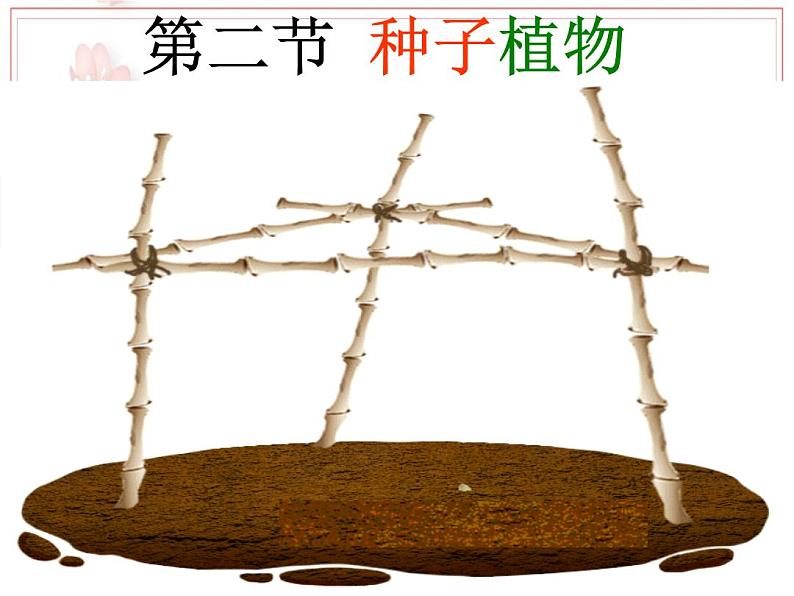 2023-2024学年七年级生物(人教版)上册名师精讲课件 3.1.2 种子植物03