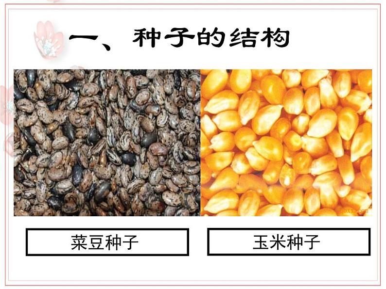 2023-2024学年七年级生物(人教版)上册名师精讲课件 3.1.2 种子植物06