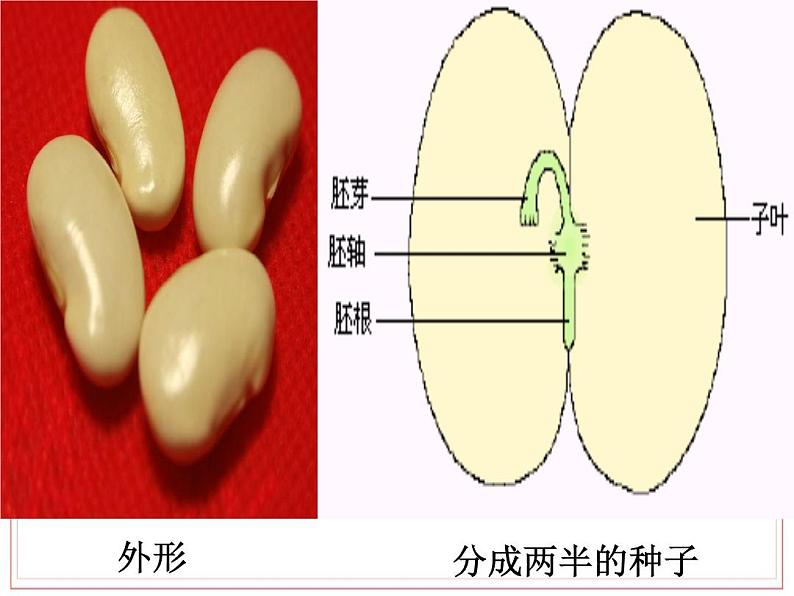 2023-2024学年七年级生物(人教版)上册名师精讲课件 3.1.2 种子植物08