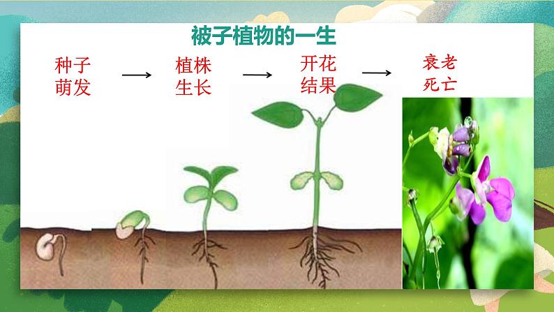 2023-2024学年七年级生物(人教版)上册名师精讲课件 3.2.1 种子的萌发03
