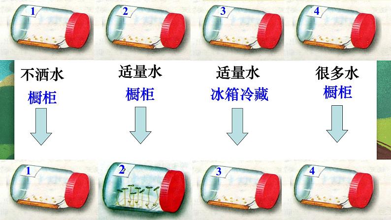 2023-2024学年七年级生物(人教版)上册名师精讲课件 3.2.1 种子的萌发06