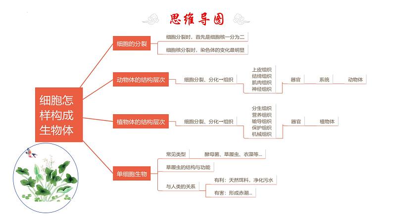 专题04 细胞怎样构成生物体(考点串讲PPT)- 2023-2024学年七年级生物上学期期末考点大串讲(人教版)第4页