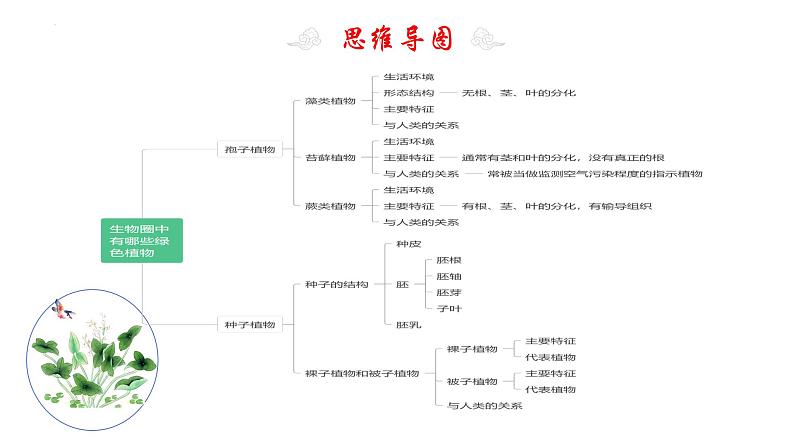 专题05 生物圈中有哪些绿色植物(知识清单+考点串讲+考题猜想)- 2023-2024学年七年级生物上学期期末考点大串讲(人教版)04