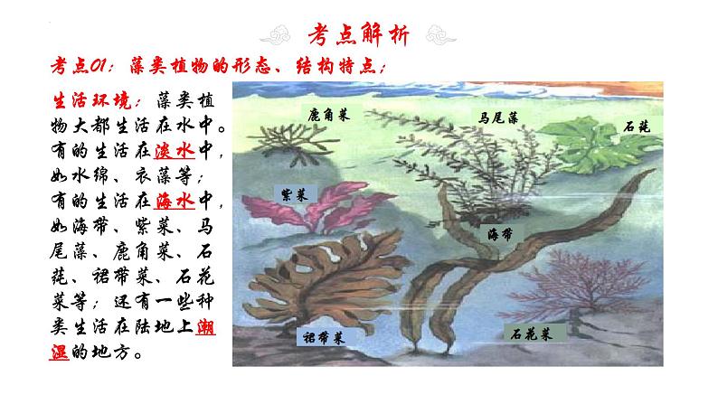 专题05 生物圈中有哪些绿色植物(知识清单+考点串讲+考题猜想)- 2023-2024学年七年级生物上学期期末考点大串讲(人教版)05