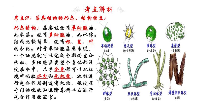专题05 生物圈中有哪些绿色植物(知识清单+考点串讲+考题猜想)- 2023-2024学年七年级生物上学期期末考点大串讲(人教版)06